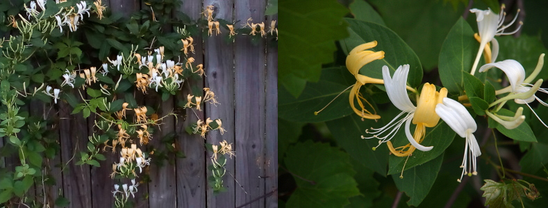 [Two photos spliced together. There are both all yellow and all white flowers springing forth from dark green leaves. On the left is a zoomed out view of the many vines laden with blooms either already opened or spiral tubes which will open in the future. On the right is a close view of the flowers. Each flower has long stamen visible.]